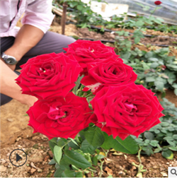 云南玫瑰花苗种植园 