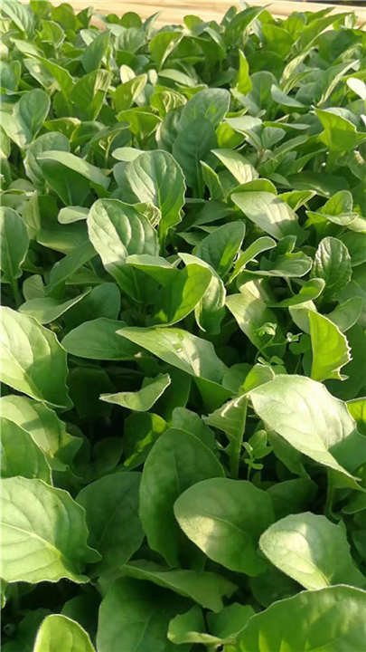 云南非洲菊种苗价格 
