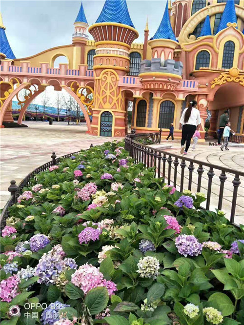 云南绣球花苗种植园 