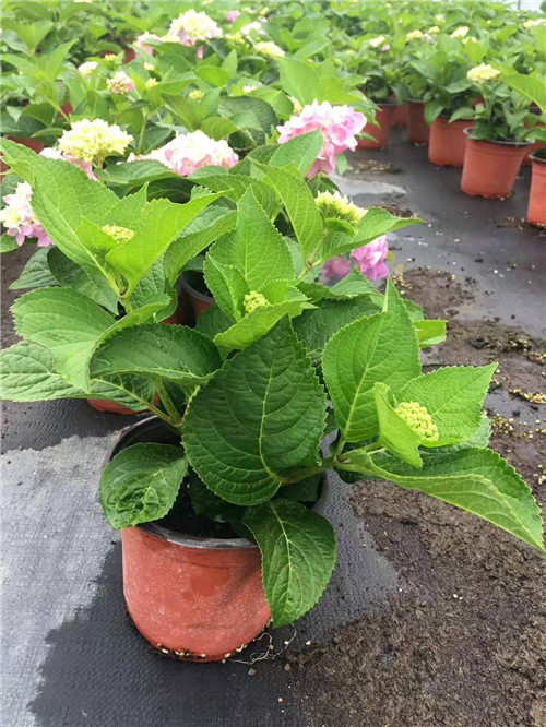 云南州绣球花苗基地 