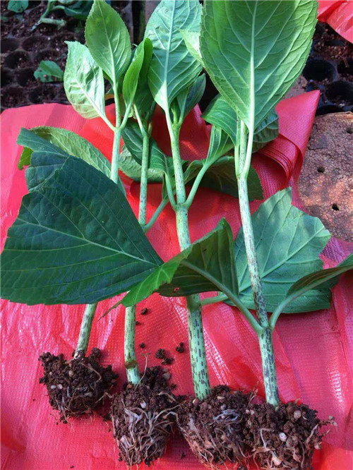 云南绣球花苗种植园 