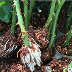 云南观赏玫瑰种苗批发基地 