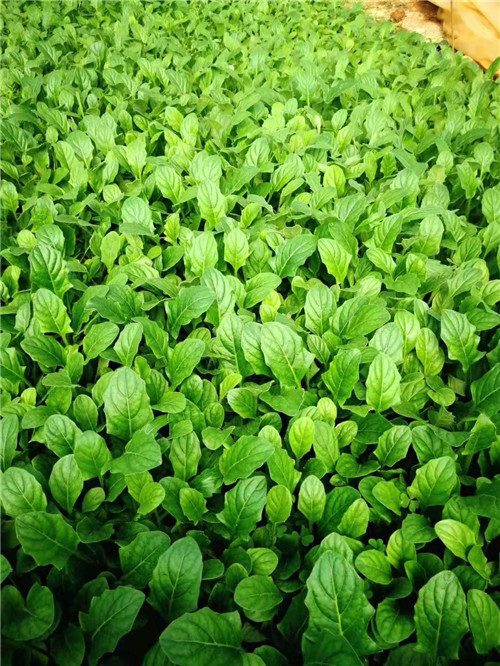 云南非洲菊种苗基地 