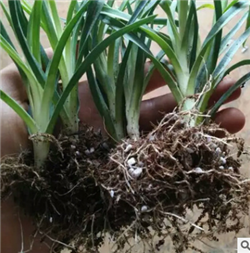 云南康乃馨种苗价格 