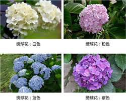 云南绣球花大苗基地 