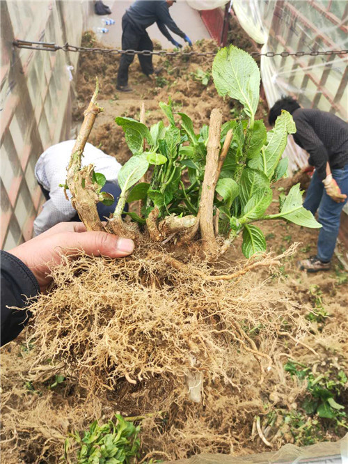 绣球花批发价格