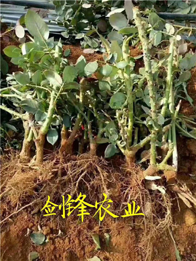 广东月季小苗批发（云南种植园）