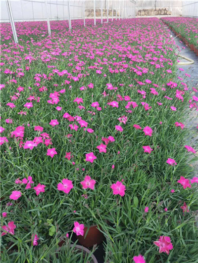 浙江月季小苗种植基地