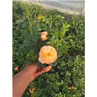 山东玫瑰小苗种植基地(云南批发基地）