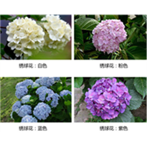 云南绣球花苗批发价