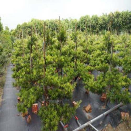 *湖北哪里大量供应*桂花苗、桂花树 
