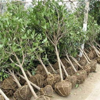 @桂林~大量供应桂花苗、桂花树 
