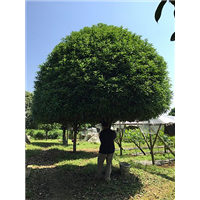广西苗木种植基地@广西苗木基地电话 