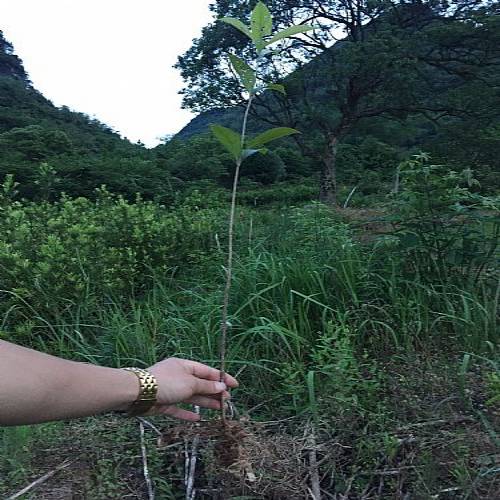 #四川**型的苗木基地 