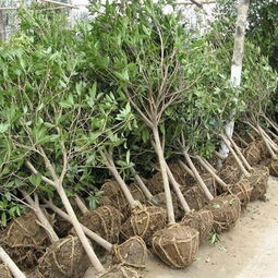 @桂林~大量供应桂花苗、桂花树 