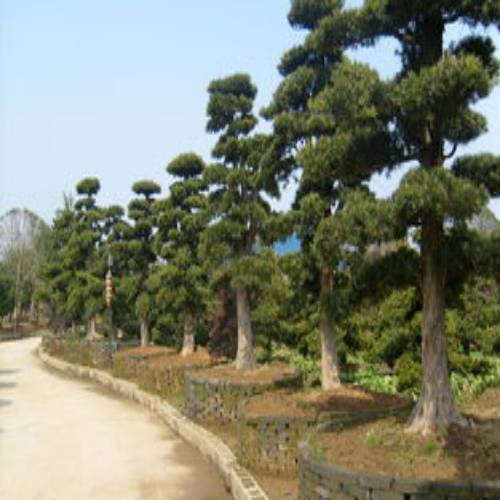 ￥湖南大量供应苗木罗汉松、桂花 