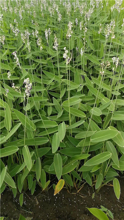 再力花种植基地