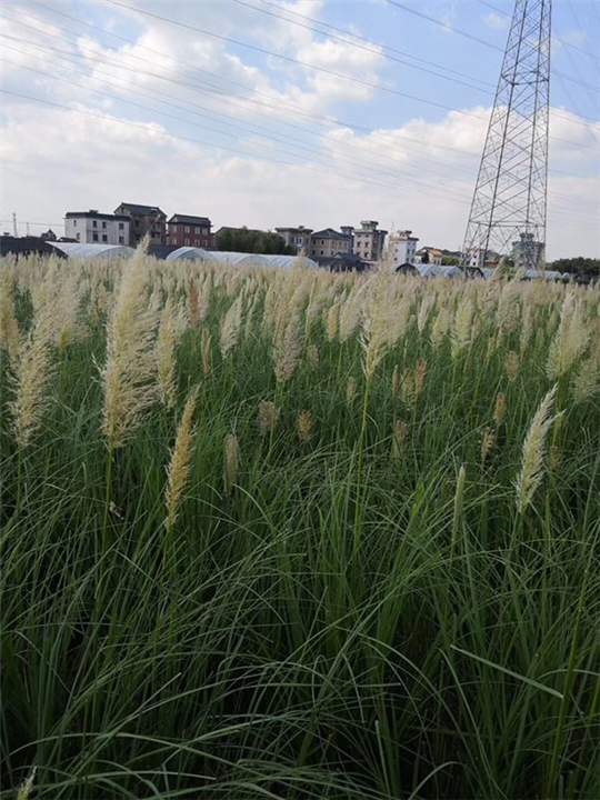 广州蒲苇种植基地