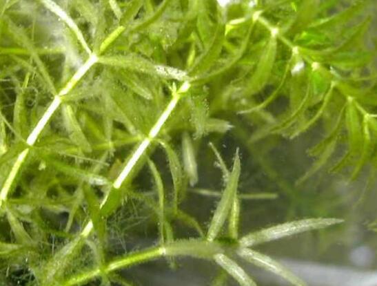 福建金鱼藻种植地