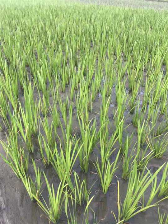 杭州水菖蒲种植基地