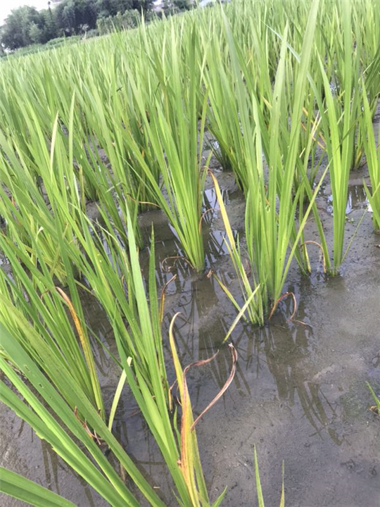 水菖蒲销售价格
