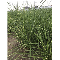 深圳斑叶芒种植地