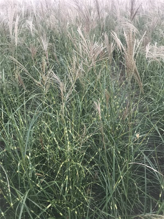 斑叶芒批发价格