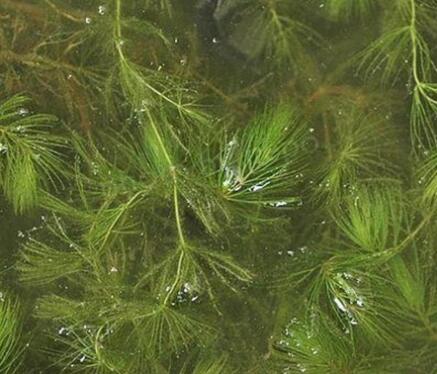 金鱼藻种植基地