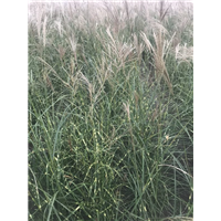 斑叶芒批发价格