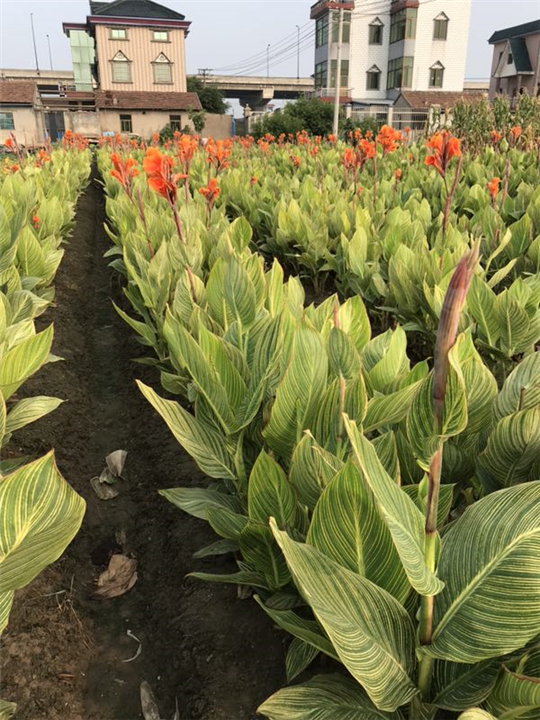 花叶美人蕉种植基地