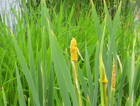 黄菖蒲价格