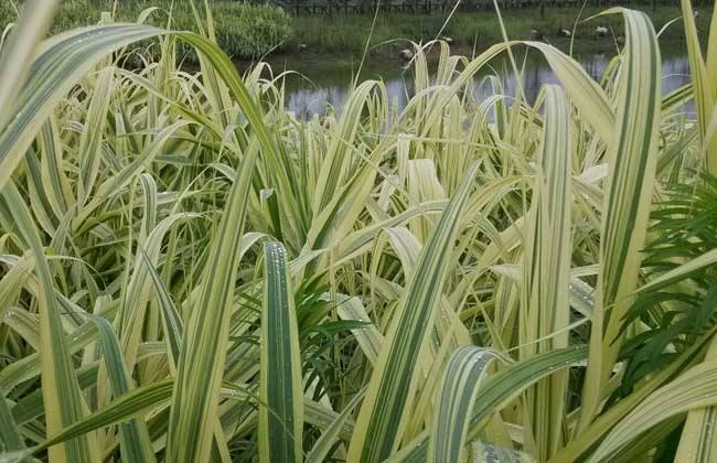 花叶芦竹种植地