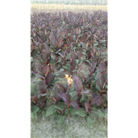 紫叶美人蕉种植基地