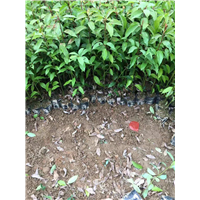 广东香樟树苗价格