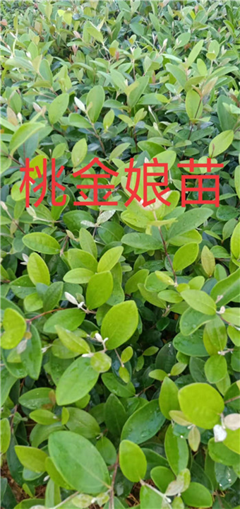 云南桃金娘 