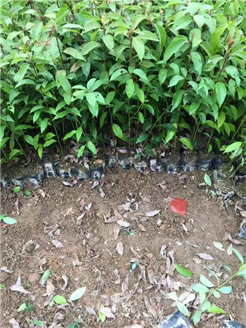 广东香樟树苗价格