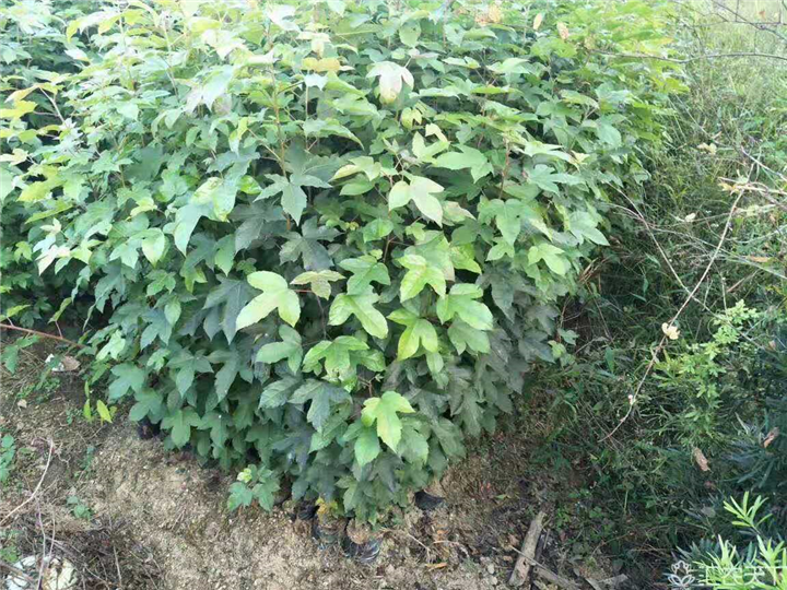 广东枫香小苗 