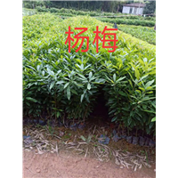 江西杨梅苗 
