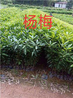 江西杨梅苗 