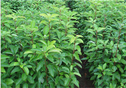 广东香樟种植基地