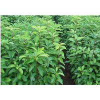 广东香樟种植基地