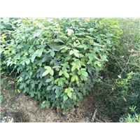 广东枫香小苗