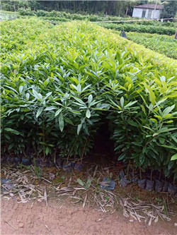 广州杨梅苗价格