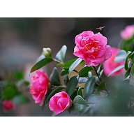 广西苗木/广西茶花，茶花苗
