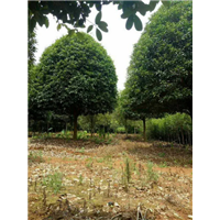 广西桂花树