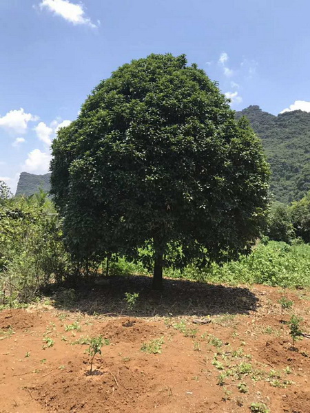 广西桂花大树