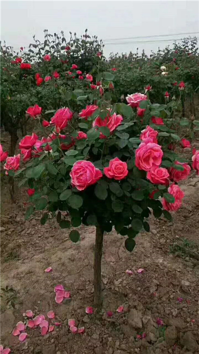 南阳月季树批发价格