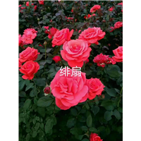 周口月季树多少钱