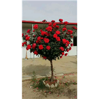 许昌月季花球设计公司哪家好？