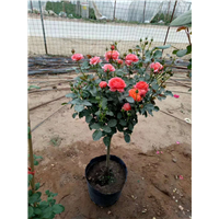 濮阳月季苗批发价格多少